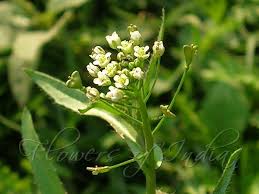 Attēlu rezultāti vaicājumam “Capsella bursa-pastoris flower”