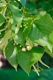 Attēlu rezultāti vaicājumam “Tilia americana”