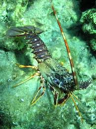Image result for Palinurus elephas