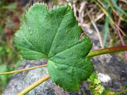 Attēlu rezultāti vaicājumam “Alchemilla vulgaris aggr. leaf”