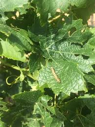 Attēlu rezultāti vaicājumam “Agrochola litura imago”