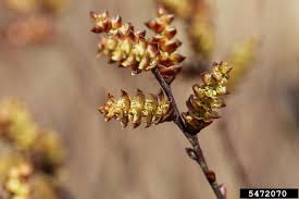 Attēlu rezultāti vaicājumam “Myrica gale bud”
