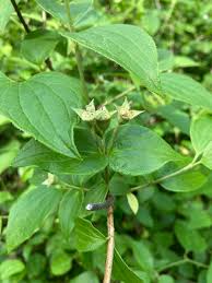 Attēlu rezultāti vaicājumam “Philadelphus coronarius leaf”