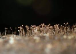 Attēlu rezultāti vaicājumam “Cribraria microcarpa”