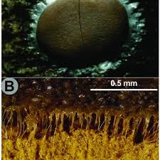 Attēlu rezultāti vaicājumam “Dianema nivale”