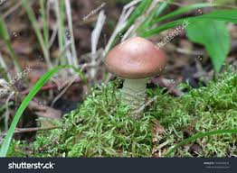 Attēlu rezultāti vaicājumam “Stropharia hornemannii”