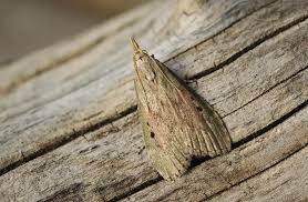 Attēlu rezultāti vaicājumam “Aphomia sociella”