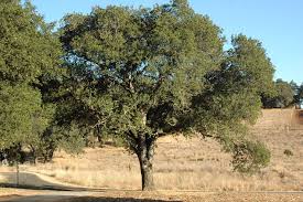 Attēlu rezultāti vaicājumam “Quercus”