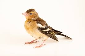 Attēlu rezultāti vaicājumam “Fringilla coelebs female”