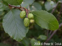 Attēlu rezultāti vaicājumam “Alnus incana female flower”