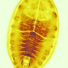 Attēlu rezultāti vaicājumam “Aleurochiton aceris nymph”