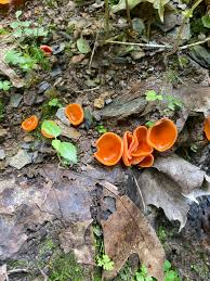 Attēlu rezultāti vaicājumam “Aleuria aurantia”