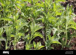 Attēlu rezultāti vaicājumam “Lycopus europaeus leaf”