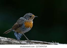 Attēlu rezultāti vaicājumam “Erithacus rubecula juvenile”