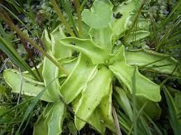 Attēlu rezultāti vaicājumam “Pinguicula vulgaris leaf”