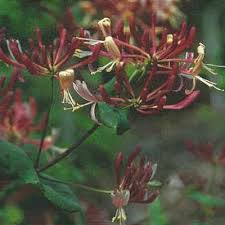 Attēlu rezultāti vaicājumam “Lonicera caerulea var. pallasii flower”