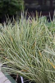 Attēlu rezultāti vaicājumam “Cychramus variegatus”