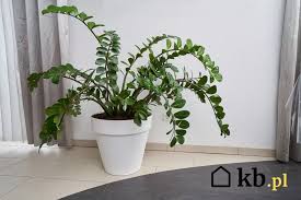 Image result for zamiokulkas