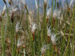 Attēlu rezultāti vaicājumam “Trichophorum alpinum”