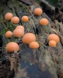 Attēlu rezultāti vaicājumam “Lycogala miserum”