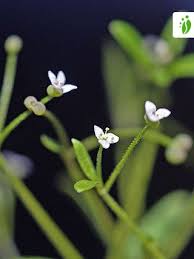 Attēlu rezultāti vaicājumam “Galium trifidum”
