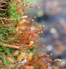 Attēlu rezultāti vaicājumam “Serpoleskea confervoides”