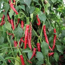 Afbeeldingsresultaat voor joe long cayenne hot pepper