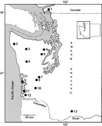 Attēlu rezultāti vaicājumam “Sorex sp.”