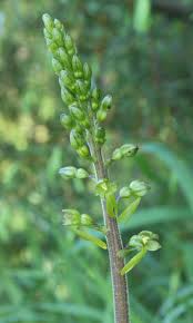 Attēlu rezultāti vaicājumam “Listera ovata bud”