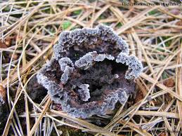 Attēlu rezultāti vaicājumam “Thelephora terrestris”