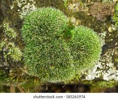 Attēlu rezultāti vaicājumam “Grimmia pulvinata sporophyte”