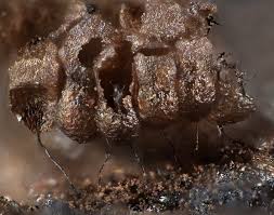 Attēlu rezultāti vaicājumam “Comatricha pulchella macro”