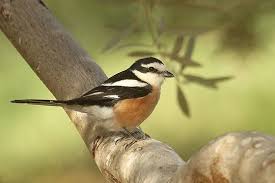 Image result for Lanius nubicus