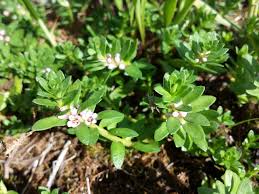 Attēlu rezultāti vaicājumam “Glaux maritima”