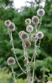 Attēlu rezultāti vaicājumam “Echinops sphaerocephalus leaf”