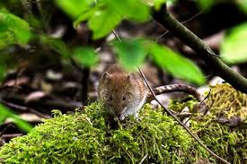 Attēlu rezultāti vaicājumam “Sicista betulina”