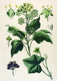 Attēlu rezultāti vaicājumam “Hedera helix  flower”