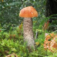 Attēlu rezultāti vaicājumam “Leccinum versipelle”