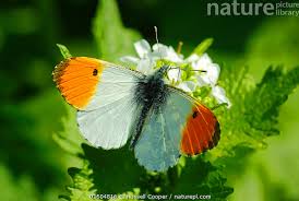 Attēlu rezultāti vaicājumam “Anthocharis cardamines male”