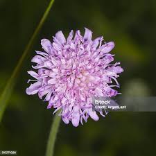 Attēlu rezultāti vaicājumam “Knautia arvensis bud”