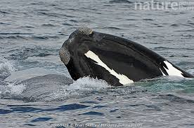 Image result for Eubalaena glacialis