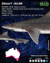 Image result for Mustelus antarcticus