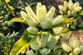 Attēlu rezultāti vaicājumam “Gentiana cruciata bud”