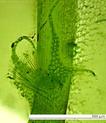 Attēlu rezultāti vaicājumam “Lophocolea coadunata”