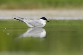 Image result for Gelochelidon nilotica