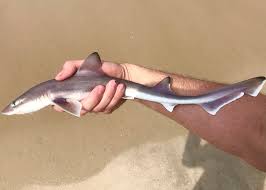 Image result for Mustelus canis