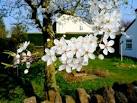 Plum blossom on the first day - via Daymix