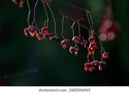 Attēlu rezultāti vaicājumam “Euonymus europaeus fruit”