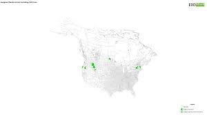 Attēlu rezultāti vaicājumam “Nardus stricta fruit”