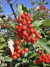 Attēlu rezultāti vaicājumam “Sorbus intermedia fruit”